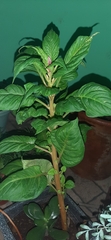 Celosia spicata