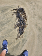 Carpophyllum maschalocarpum