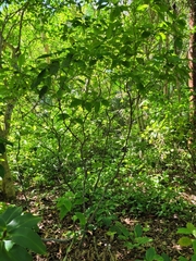 Psychotria nervosa