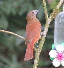 Ruby-Crowned Tanager photo 5