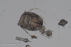 Copepoda