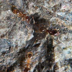 Pheidole pilifera