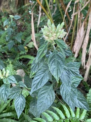Lepidagathis formosensis