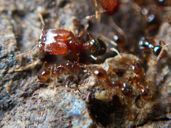 Pheidole pilifera