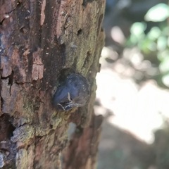 Daldinia childiae