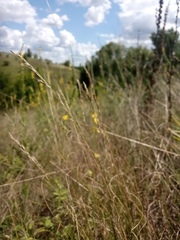 Festuca