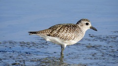 Pluvialis squatarola