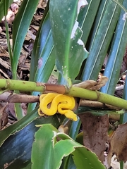 Bothriechis schlegelii