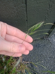 Festuca bromoides