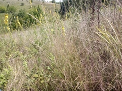 Festuca
