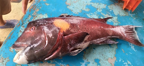 Galápagos sheephead wrasse (Semicossyphus darwini) — Labridae — 3