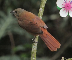 Ruby-Crowned Tanager photo 4