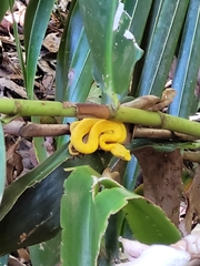 Bothriechis schlegelii