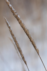 Cynosurus cristatus