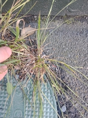 Festuca bromoides