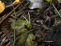 Macrotyphula phacorrhiza