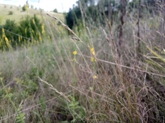 Festuca