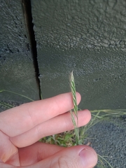 Festuca bromoides