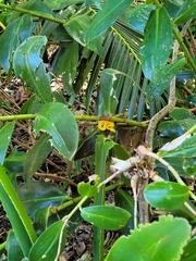 Bothriechis schlegelii