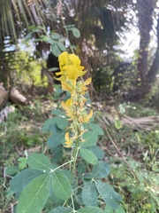 Crotalaria
