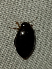 Thermonectus