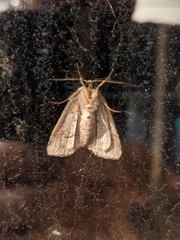 Abagrotis alternata