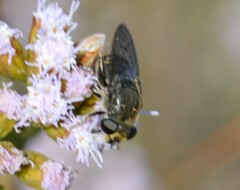Asemosyrphus mexicanus