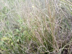Festuca