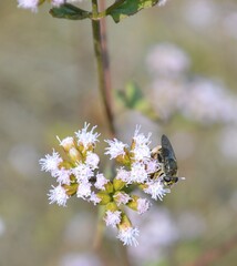 Fleischmannia pycnocephala