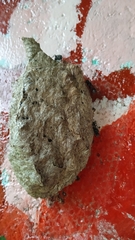 Metapolybia