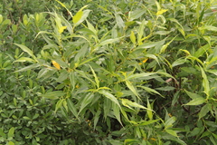 Salix lucida lucida