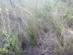 Festuca