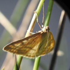 Sitochroa verticalis