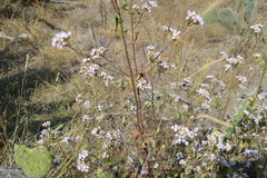 Fleischmannia pycnocephala