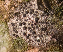 Amandinea dakotensis