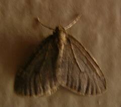 Operophtera