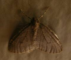 Operophtera