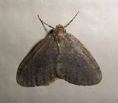 Operophtera