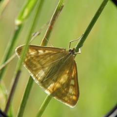 Sitochroa verticalis