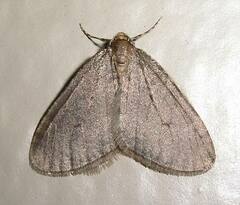 Operophtera