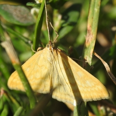 Sitochroa verticalis