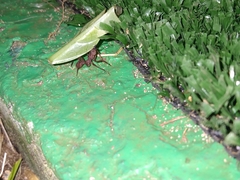 Acromyrmex octospinosus