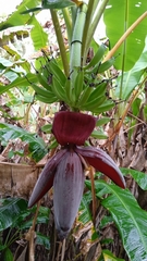Musa × paradisiaca