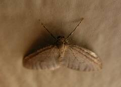 Operophtera