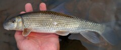 Moxostoma lachneri