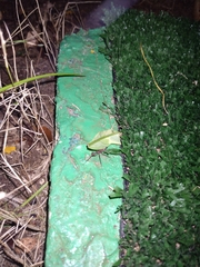 Acromyrmex octospinosus