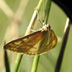 Sitochroa verticalis