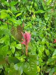 Justicia carnea