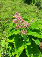 Miconia subcrustulata