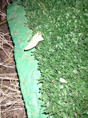 Acromyrmex octospinosus